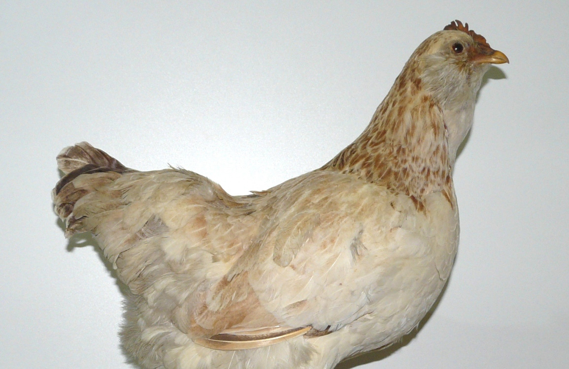 Окольцованная курица