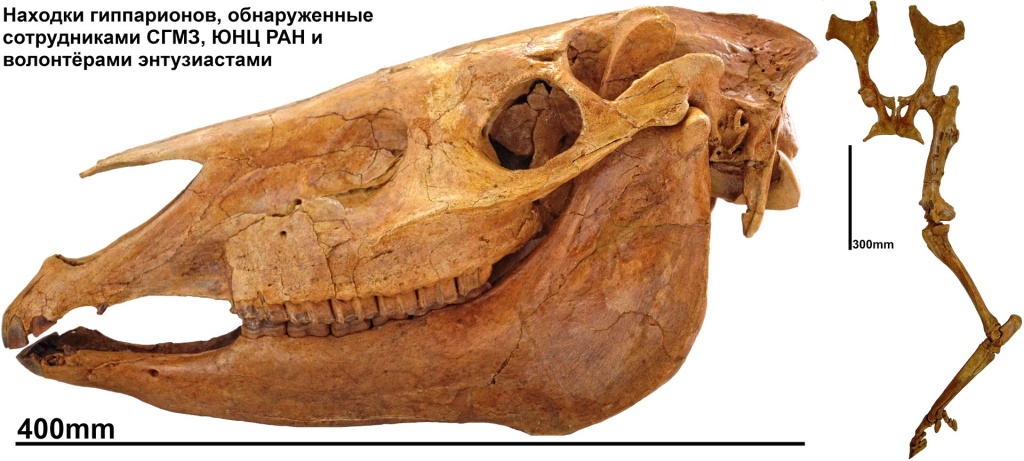 Hipparion.jpg