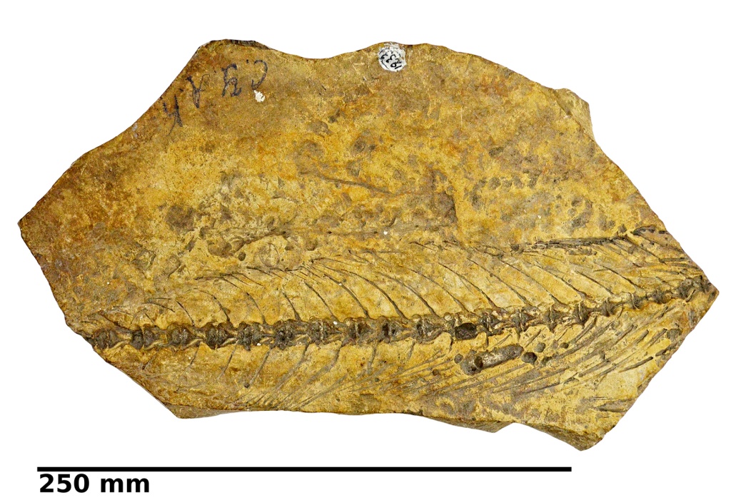 02 Скумбриевидный тунец Auxis caucasica Bogachev 1933 (СГМЗ оф 12331).jpg