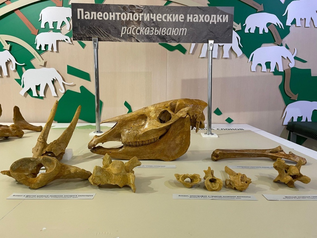 Всемирный день фоссилий