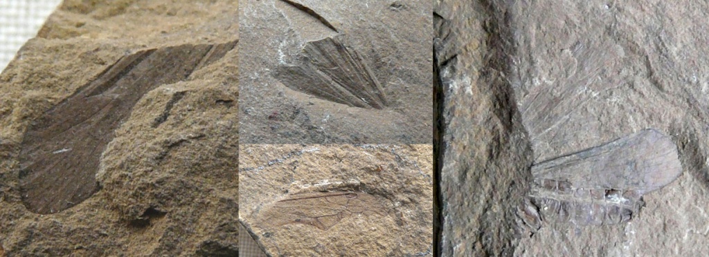 64 141 144 170.jpg