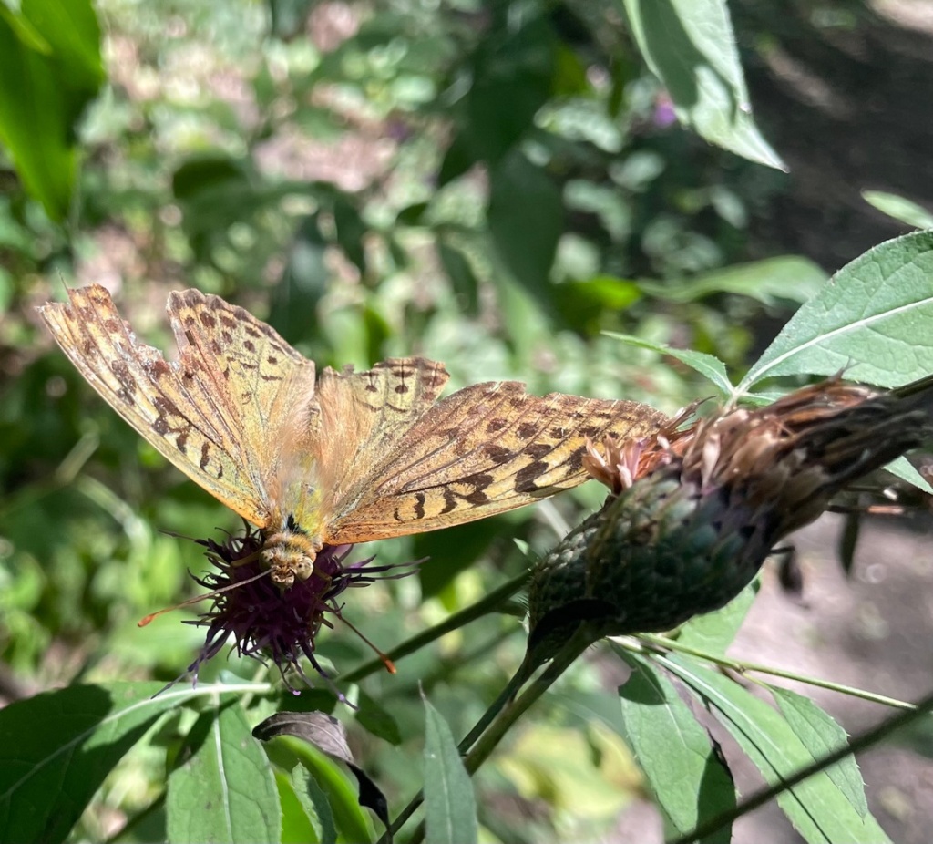 Перламутровка пандора 2.jpg