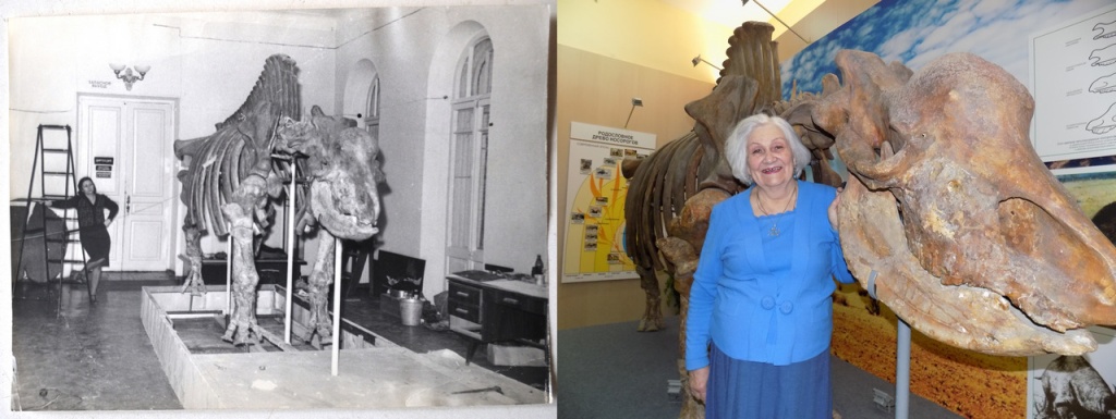 А.К. Швырёва в разные годы перед скелетом эласмотерия сибирского. Эласмотерии – главный объект научного исследования А.К. Швыревой .jpg