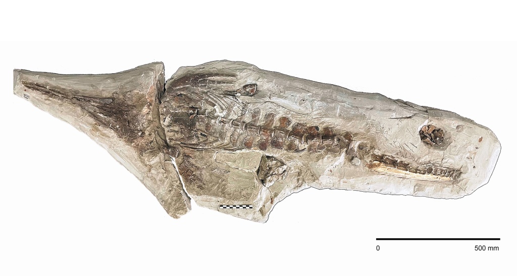 Типовые экземпляры в коллекции Ставропольского музея-заповедника