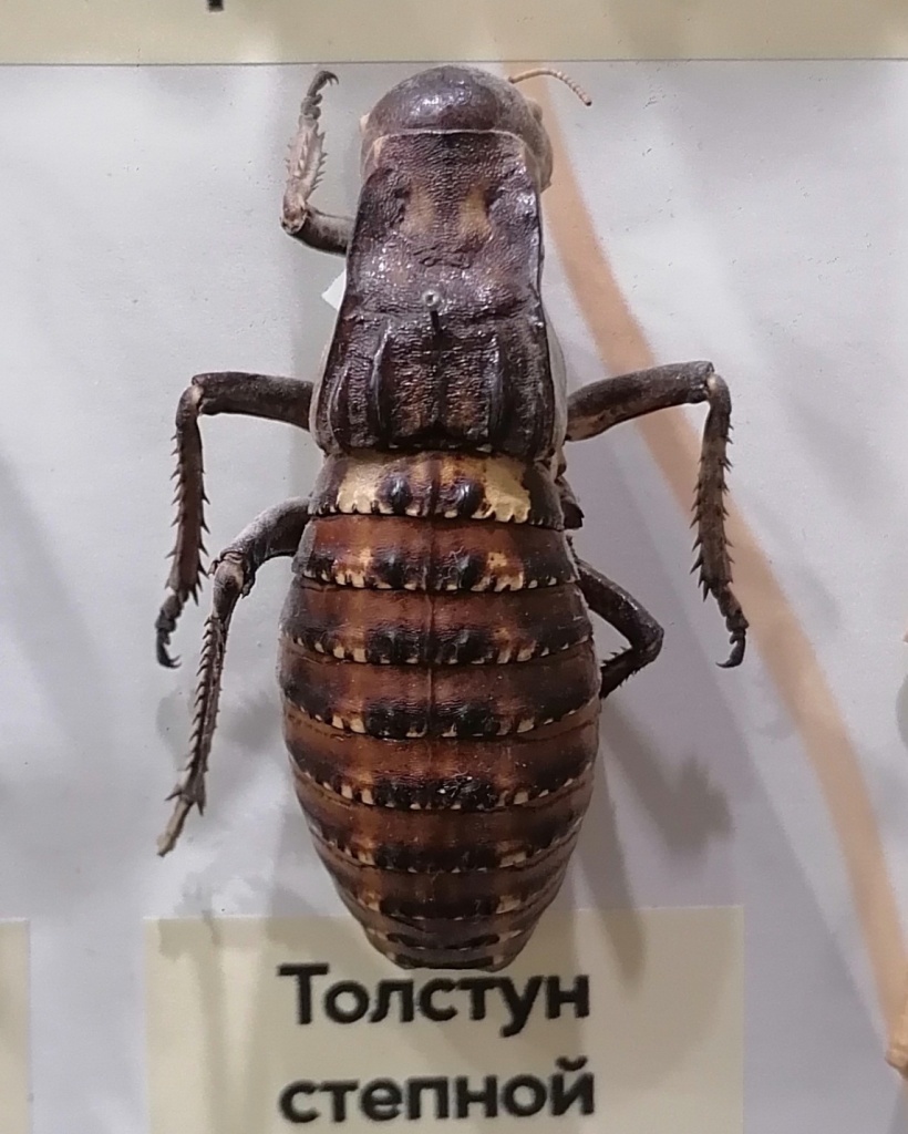 02 Степной толстун в экспозиции зала природы Ставропольского музея-заповедника.jpg