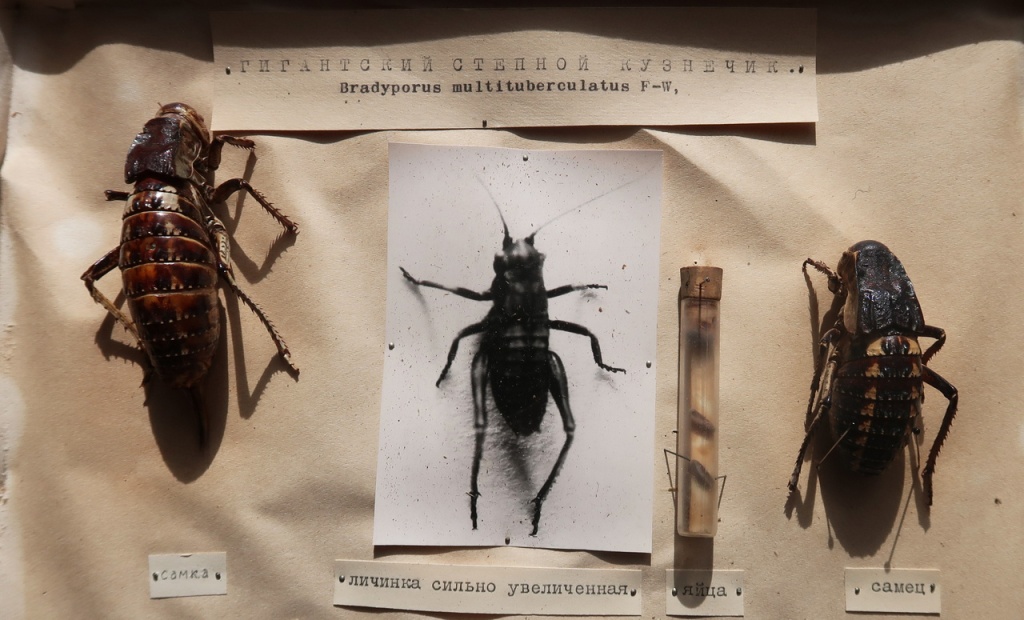 05 Из фондов Ставропольского музея-заповедника.JPG