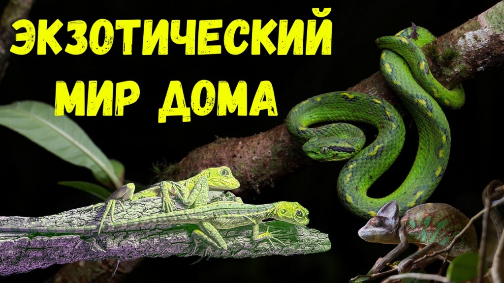 Экзотический мир дома