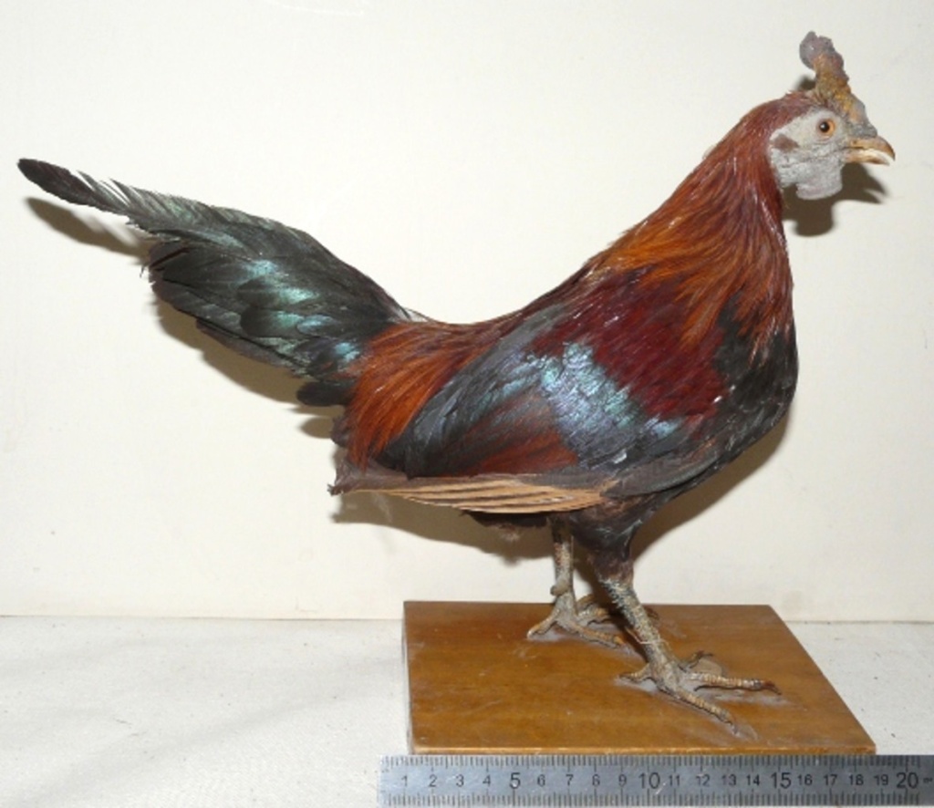03 Курица королёк. Чучело. Начало XX в. Из фондов Ставропольского музея-заповедника.jpg