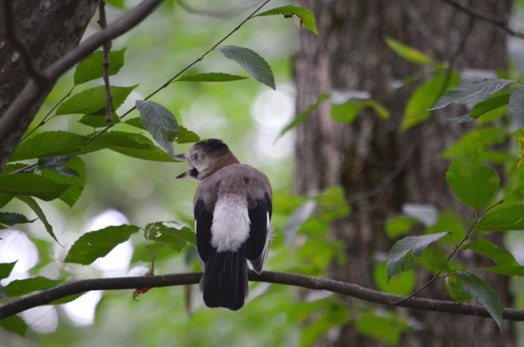 03 Обыкновенная сойка. Фото В.В. Волокитина.JPG