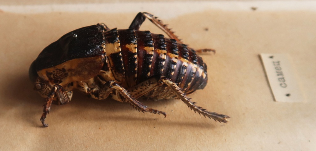 06 Из фондов Ставропольского музея-заповедника.JPG