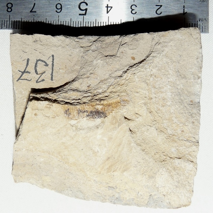 оф 14788-137.JPG