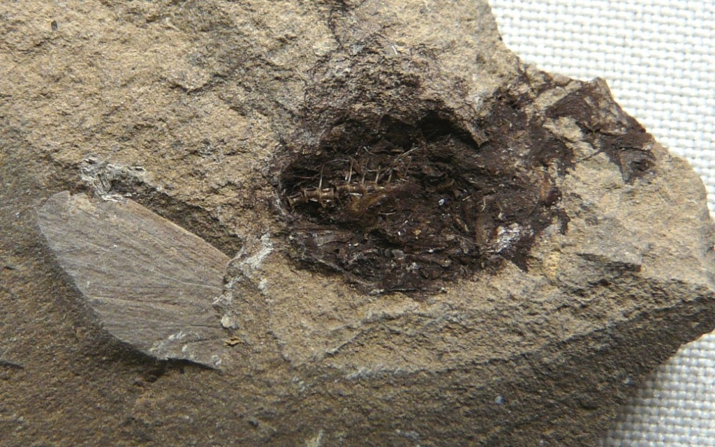 оф 14788-177.JPG