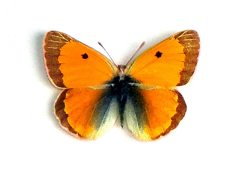 1 Желтушка Тизо (Colias thissoa).JPG