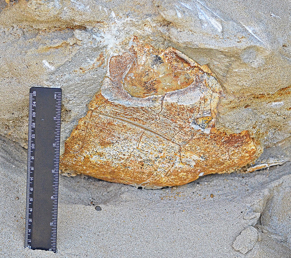 04. Черепаха пластроном (брюшным щитом) наружу в породе.jpg