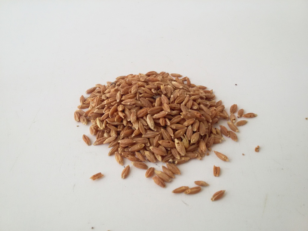 ячмень голый.jpg