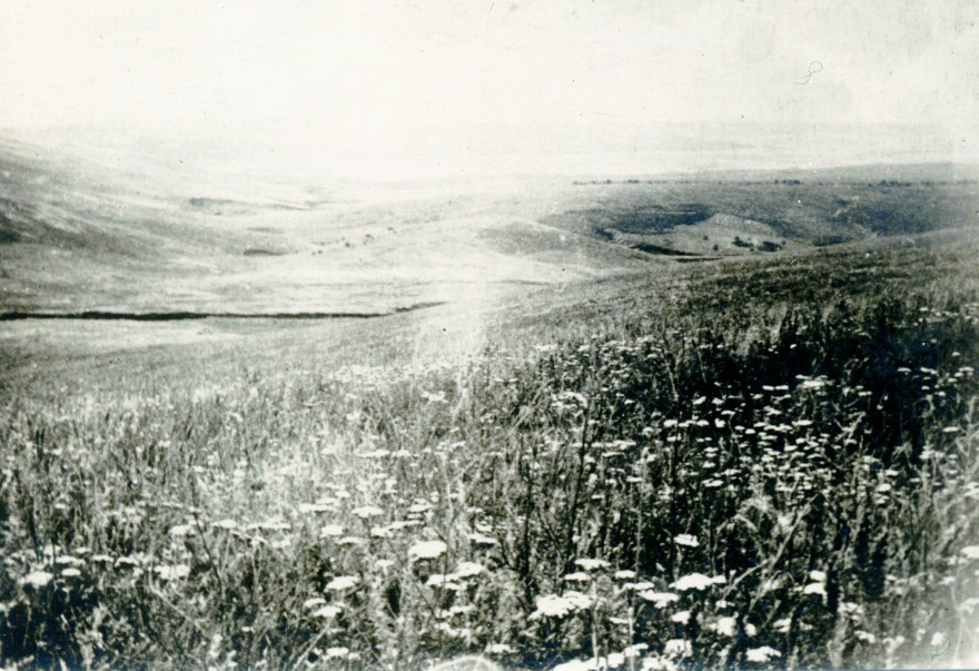 09 Растительный покров участка на котором обитал степной толстун. 1950-е гг. Из фондов Ставропольского музея-заповедника.jpg