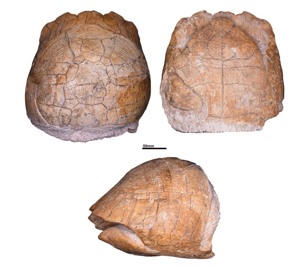 05. Обработанная черепаха в разных проекциях.jpg
