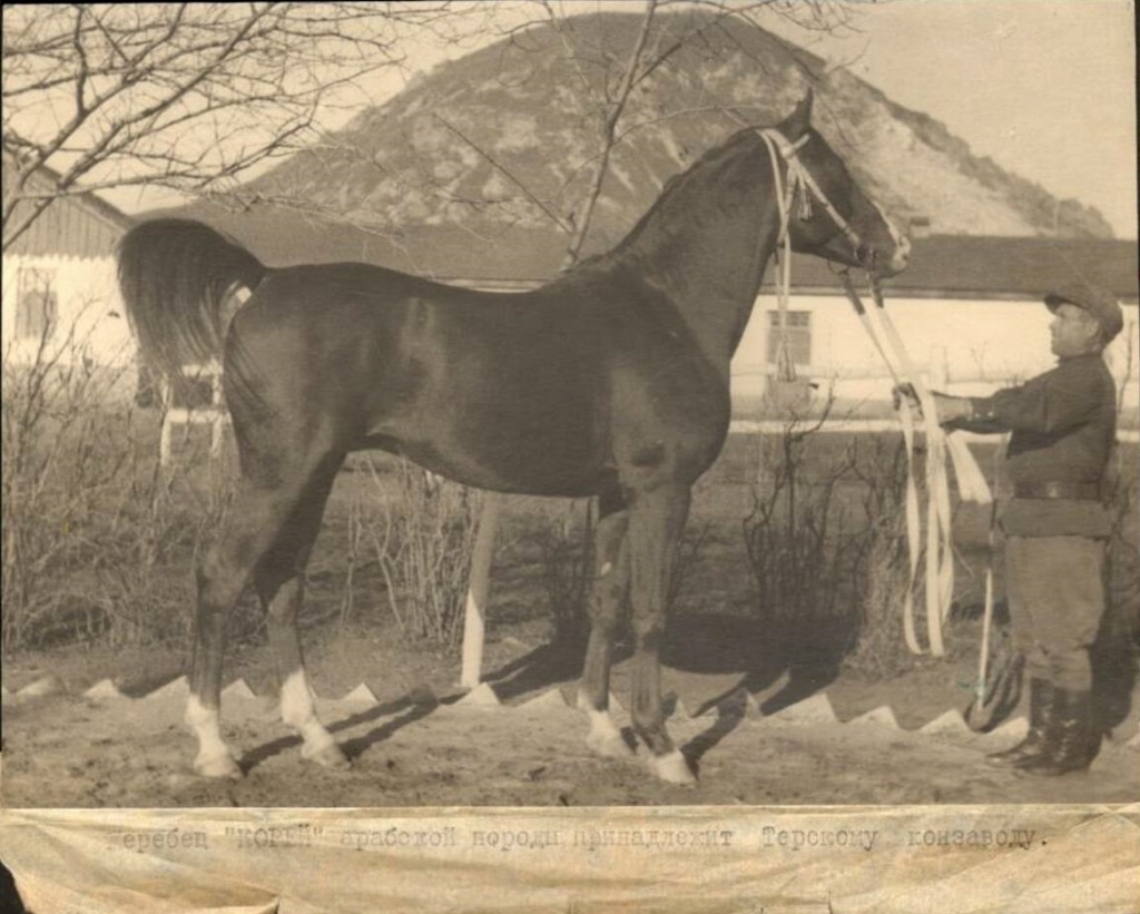 На Терском конном заводе. Жеребец арабской породы Корей. 1948 г..jpg