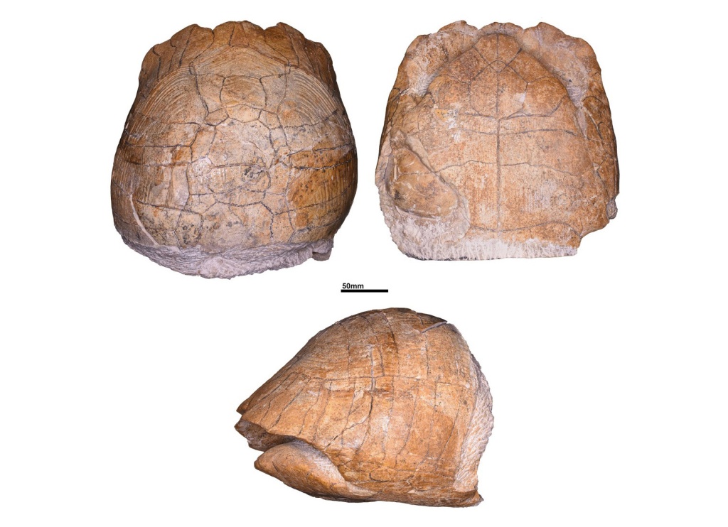 Возвращение уникальной ископаемой черепахи в музей