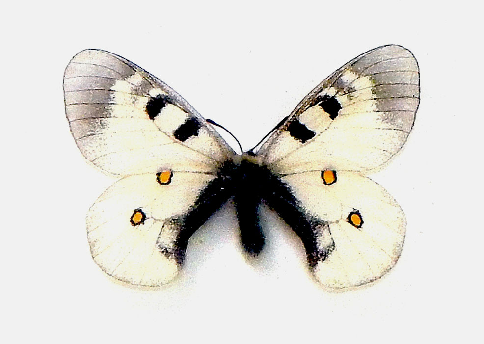 9 Аполлон Нордманна (Parnassius Nordmanni).JPG