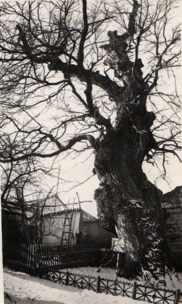 5 Лермонтовский дуб СГМЗ о.ф. 29698-204.jpg