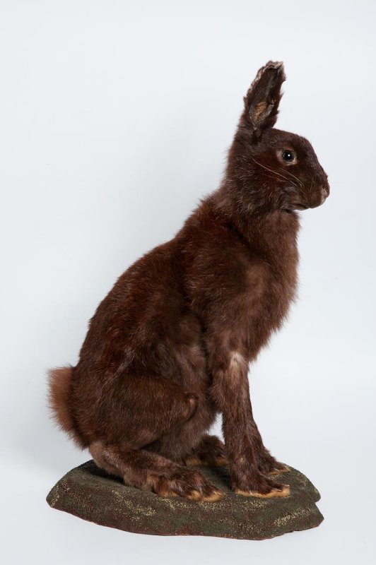 фото 5а. Лоренц Федор Карлович. Чучело. Беляк. 1907 г..jpeg