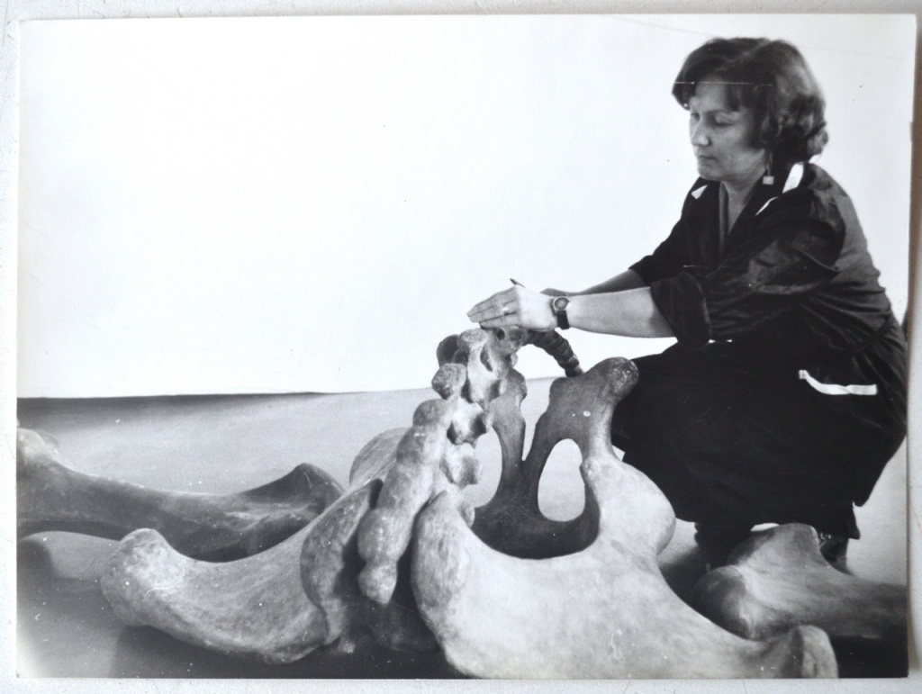 А.К. Швырёва разбирает детали скелета эласмотерия сибирского перед монтажом.JPG