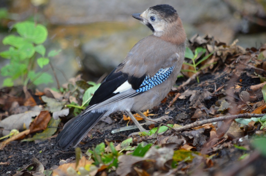 04 Обыкновенная сойка. Фото В.В. Волокитина.JPG