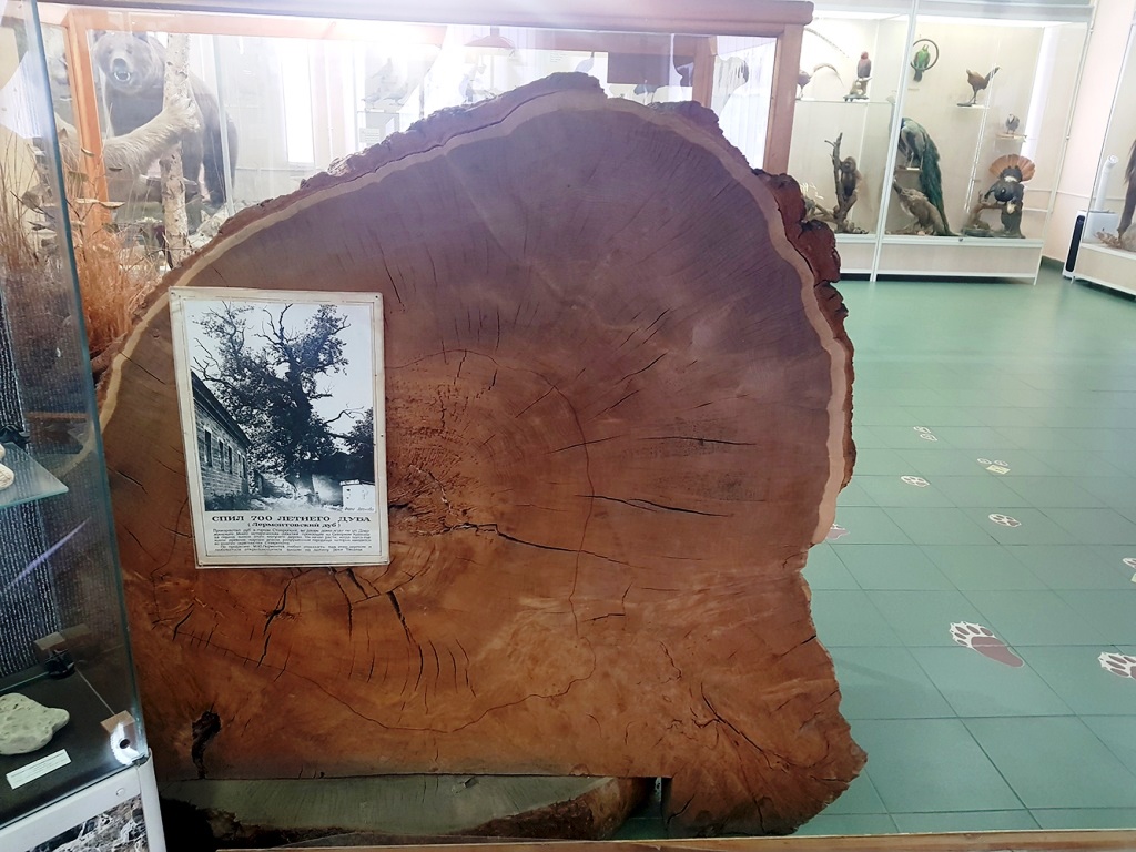 5 Спил лермонтовского дуба в музее-заповеднике.jpg