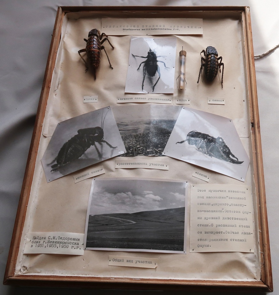 04 Из фондов Ставропольского музея-заповедника.JPG