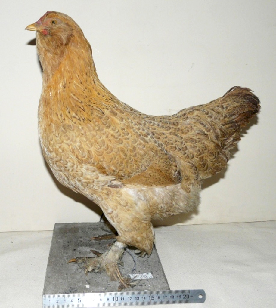 04а Курица орпингтон. Чучело. Начало XX в. Из фондов Ставропольского музея-заповедника.jpg