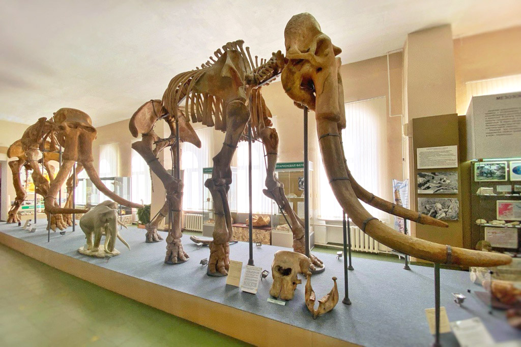 Как определить пол ископаемого слона