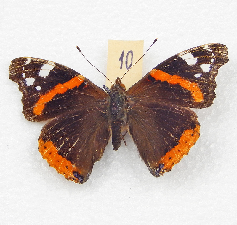 Тайна имени насекомого