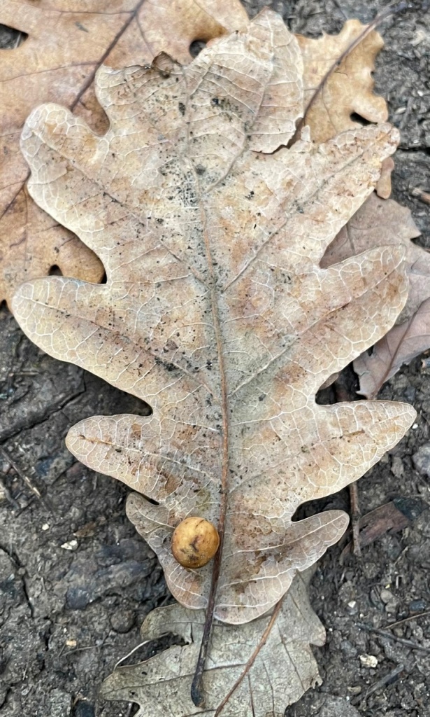 Галл на листе дуба.jpg