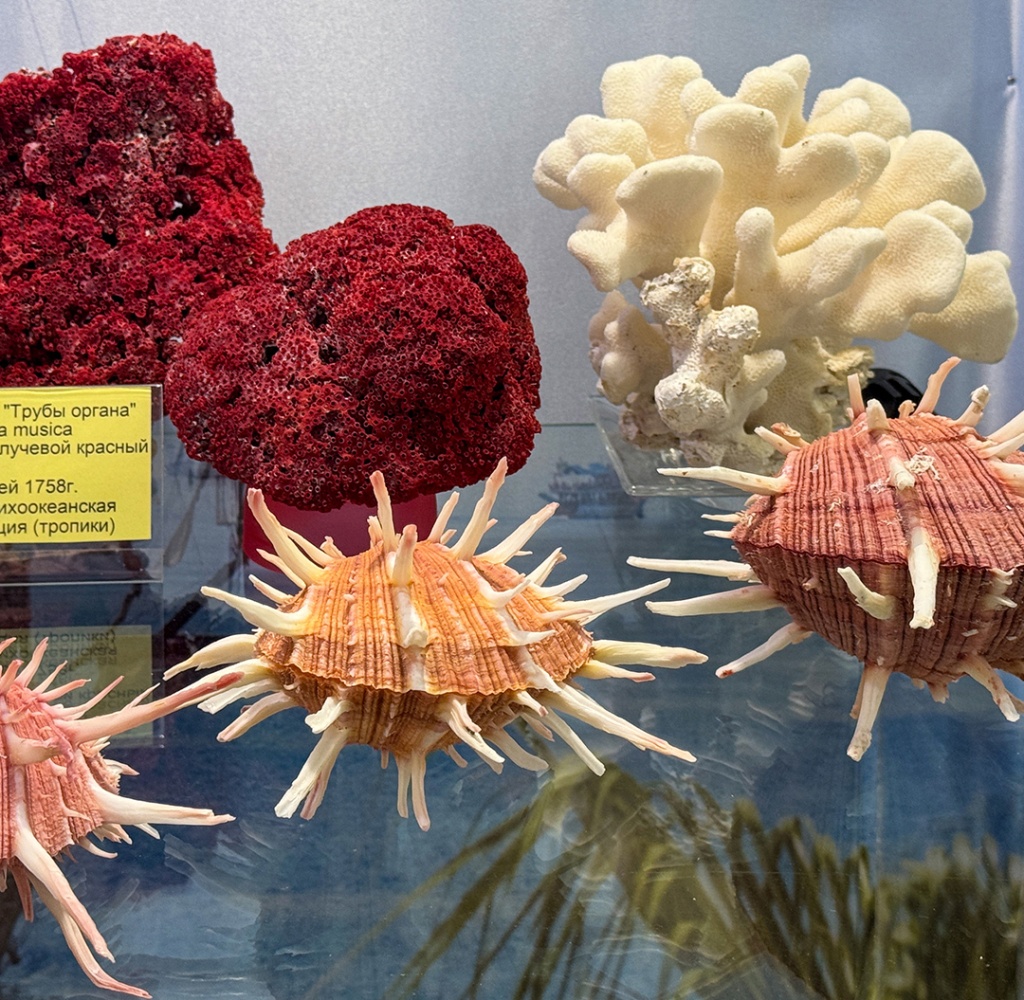 Выставка «Ветер странствий… Литораль»