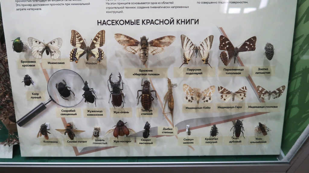 01 Степной толстун в экспозиции зала природы Ставропольского музея-заповедника.JPG