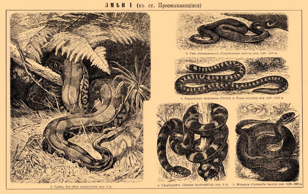 4 Статья из словаря Брокгауза и Ефрона. Источник wikipedia.org.jpg