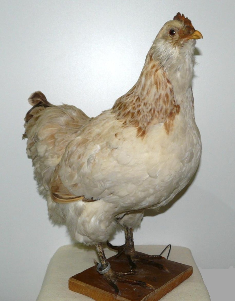 06 Курица. Чучело. начало XX в. Из фондов Ставропольского музея-заповедника.JPG